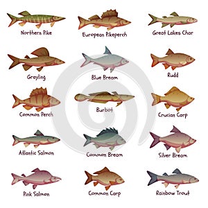 Vector set of most popular freshwater fishes