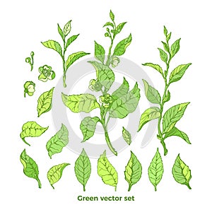 Vector set of nature branch, leaves, flower. Green tea bush