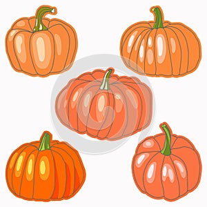 Vector set of orange pumpkins isolated on a white background vector set