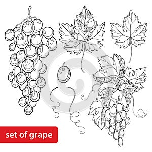 Vector set with ornate bunch of grape and grape leaves in black on white background.