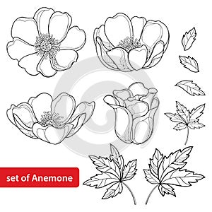 Vector set with outline Anemone flower or Windflower, bud and leaves in black isolated on white background.