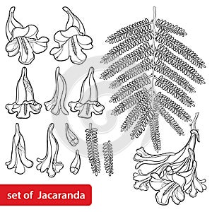 Vector set of outline blossoming Jacaranda mimosifolia flower bunch, bud and leaves in black isolated on white background.