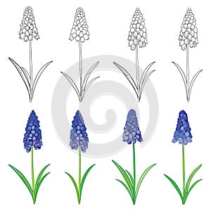 Vector set with outline blue muscari or grape hyacinth flowers and green leaves isolated on white. Floral elements for spring,