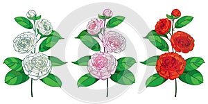 Vector set of outline branch of  Camellia flower, bud and green leaf in pastel white, pink and red isolated on white background.