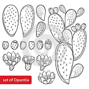 Vector set with outline cactus Indian fig Opuntia or prickly pear plant, fruit, flower and stem in black isolated on white.