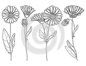 Vector set with outline Calendula officinalis or pot marigold, bud, leaf and flower bunch in black isolated on white background.