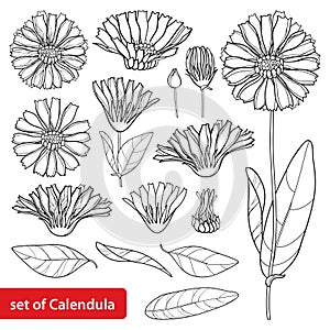 Vector set with outline Calendula officinalis or pot marigold, bud, leaves and flower in black isolated on white background.