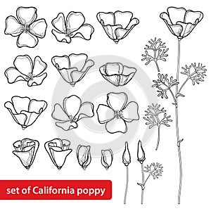 Vector set with outline California poppy flower or California sunlight or Eschscholzia, leaf, bud and flower in black isolated.