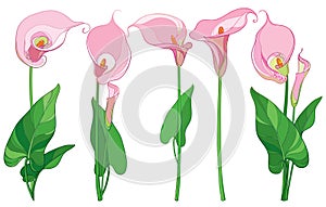 Vector set with outline Calla lily flower or Zantedeschia, bud and ornate leaves in pastel pink and green color isolated on white.