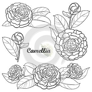 Vector set with outline Camellia flower bunch, bud and leaf in black isolated on white background. Ornate evergreen Camellia.