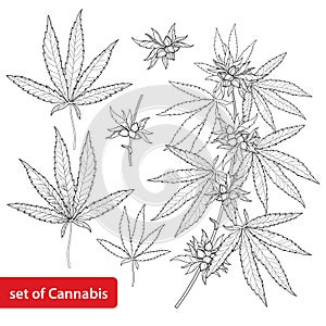 Vector set with outline Cannabis sativa or Cannabis indica or Marijuana. Branch, leaves and seed isolated on white background.