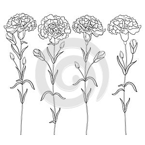 Vector set with outline Carnation or Clove flower, bud and leaves in black isolated on white background. Ornate floral carnations.