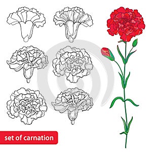 Vector set with outline Carnation or Clove flower, bud and leaves in black and red isolated on white. Symbol of Mother day.