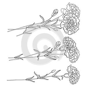 Vector set with outline Carnation. Flower, bud and leaves in black isolated on white background. Ornate floral carnations.