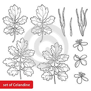 Vector set with outline Celandine or Chelidonium perennial flower, leaf and seed in black isolated on white background.