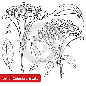 Vector set with outline Celosia crisrtata or Cockscomb flower and ornate leaf in black isolated on white background. Annual plant. photo