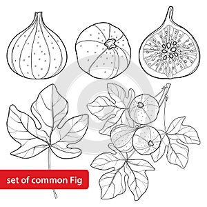 Vector set with outline Common Fig or Ficus carica fruit. Slice, leaf and branch on white background.