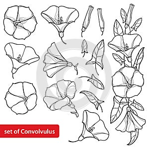 Vector set with outline Convolvulus or Bindweed flower bell, bunch, leaf and bud in black isolated on white background. photo