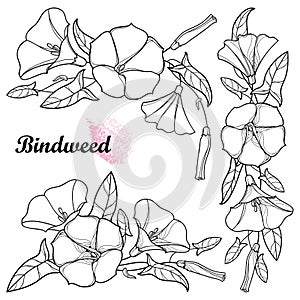 Vector set with outline Convolvulus or Bindweed flower bunch, bell, leaf and bud in black isolated on white background. photo