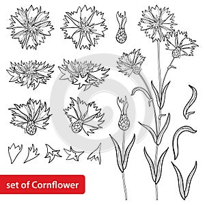Vector set with outline Cornflower or Knapweed or Centaurea flower bunch, bud and leaf in black isolated on white background.