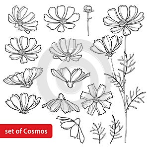 Vector set with outline Cosmos or Cosmea flower bunch, ornate leaf and bud in black isolated on white background.