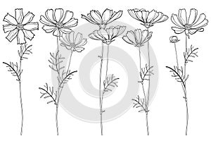 Vector set with outline Cosmos or Cosmea flower bunch, ornate leaf and buds in black isolated on white background. photo