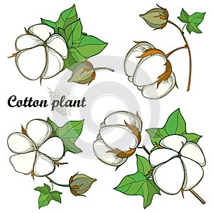 Vector set with outline Cotton boll bunch with leaf and capsule isolated on white background. Ornate cultivated Cotton plant.