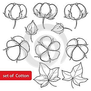 Vector set with outline Cotton boll and leaf in black isolated on white background. Ornate agriculture cultivated Cotton plant.