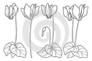 Vector set of outline Cyclamen or Alpine violet flower bunch, bud and leaf in black isolated on white background.