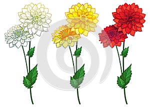 Vector set with outline Dahlia or Dalia flower bunch in red, yellow and pastel white and ornate leaf isolated on white background. photo