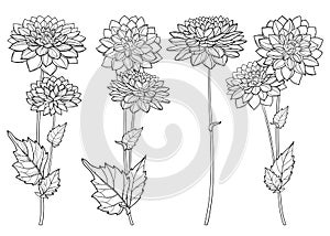 Vector set with outline Dahlia or Dalia flower and ornate leaf in black isolated on white background. Contour ornamental Dahlia.