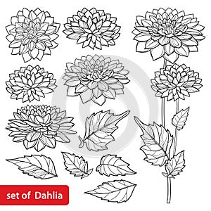 Vector set with outline Dahlia or Dalia flower and ornate leaf in black isolated on white background. Contour ornamental Dahlia.