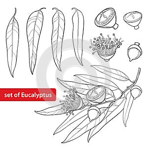 Vector set with outline Eucalyptus globulus or Tasmanian blue gum, fruit, flower and leaves on white background. photo