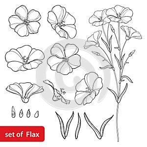 Vector set with outline Flax or Linseed or Linum flower bunch, bud and leaf in black isolated on white background.