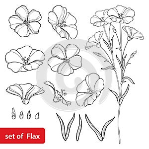 Vector set with outline Flax or Linseed or Linum flower bunch, bud and leaf in black isolated on white background. photo