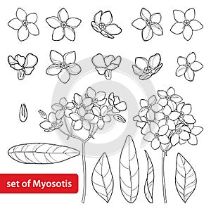 Vector set with outline Forget me not or Myosotis flower, bud, leaves and bunch in black isolated on white background. photo