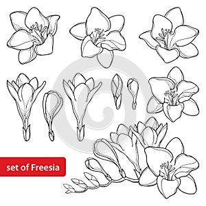 Vector set with outline Freesia flower bunch and ornate bud in black isolated on white background. Perennial fragrant plant.