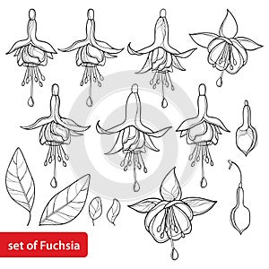 Vector set with outline Fuchsia ornate flower, bud and leaf in black isolated on white background. Contour tropical plant Fuchsia.