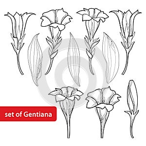 Vector set with outline Gentiana or Gentian flower, bud and leaf isolated on white background. Alpine mountain flowers. photo