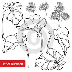 Vector set of outline greater Burdock or Arctium lappa, leaf and bur or seed in black isolated on white background.