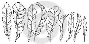 Vector set of outline Horseradish ornate leaf in black isolated on white background. Spicy and culinary Horseradish plant.