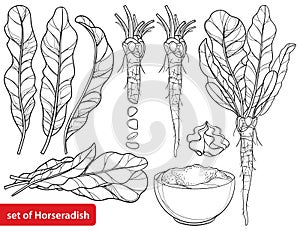 Vector set of outline Horseradish plant with leaf, root and chrain sauce in black isolated on white background.