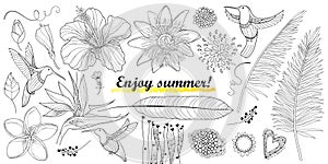 Vector set with outline Hummingbird or Colibri and strelitzia reginae, hibiscus, plumeria, passiflora and palm leaf isolated. photo