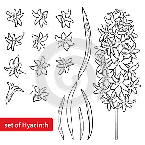 Vector set with outline Hyacinth flower bunch, bud