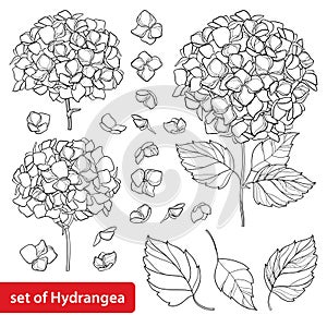 Vector set with outline Hydrangea or Hortensia flower bunch and ornate leaves in black isolated on white background.