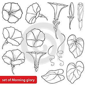 Vector set with outline Ipomoea or Morning glory flower bell, leaves and bud in black isolated on white background. photo