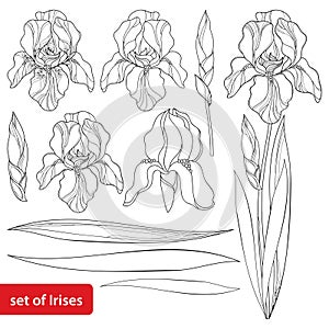 Vector set with outline Iris flower head, bud and ornate leaves in black isolated on white. Drawing of perennial plant Iris. photo