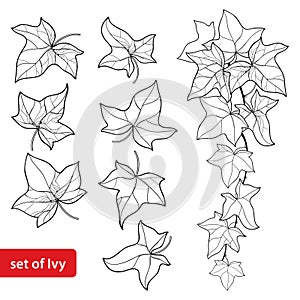 Vector set with outline Ivy or Hedera. Ornate leaf and Ivy vine in black isolated on white background. Evergreen climbing plant.