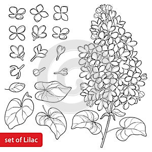 Vector set with outline Lilac or Syringa flower, ornate leaves and bunch in black isolated on white background.