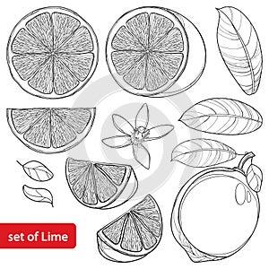 Vector set with outline Lime isolated on white background. Half and whole fruit, sliced pieces, leaf and Lime flower in black.